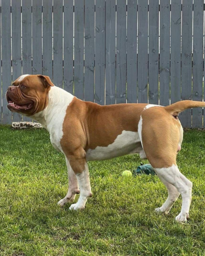 johnson american bulldog