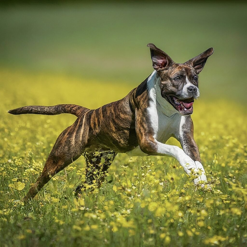 american bulldog mixed with boxer