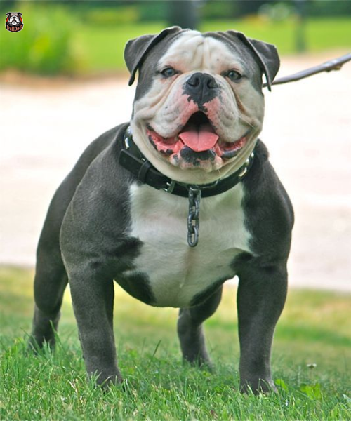 old english bulldog