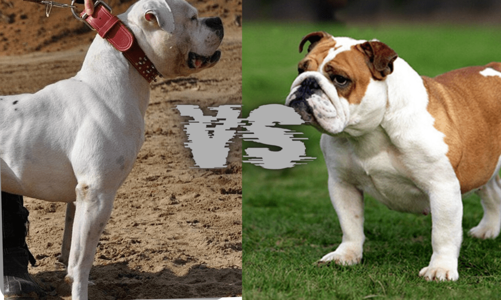 victorian bulldog olde english bulldog vs english bulldog